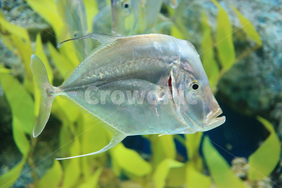 어류,물고기,수족관,열대어,fish,동물,animal,어류,물고기,fish