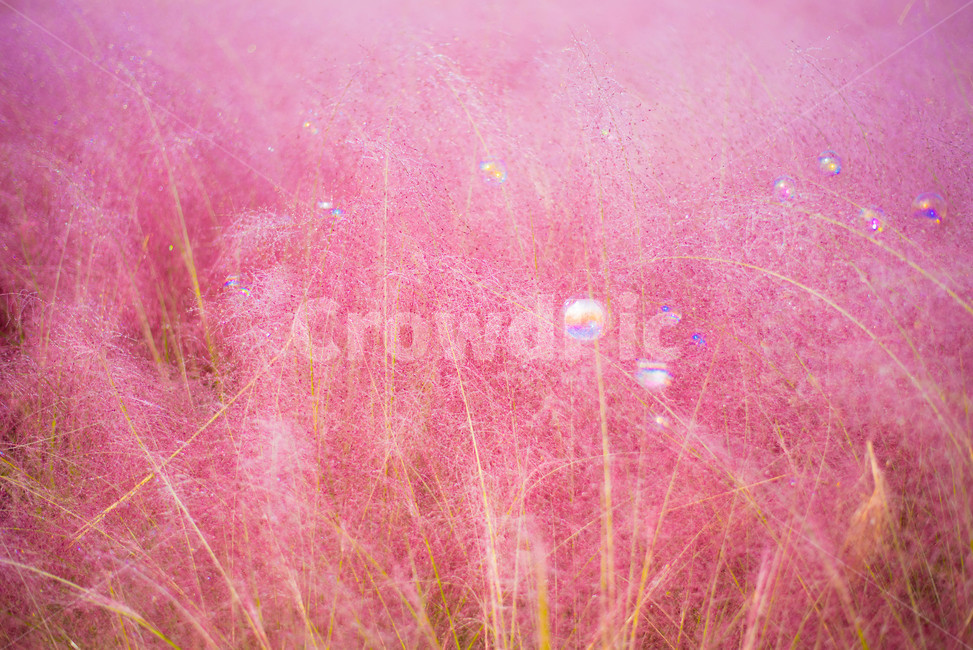 핑크뮬리,꽃,분홍꽃,갈대,핑크갈대,가을,계절,fall,autumn,season,색깔,색상,색채,색감,color sense,color sensitivity,feeling of color