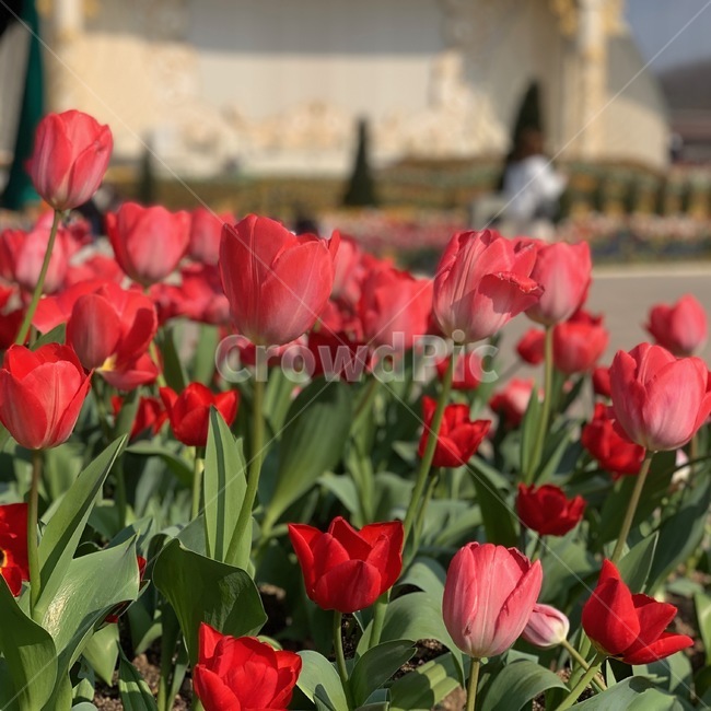 튤립,tulip,꽃,봄,나들이,꽃구경,소풍,spring,picnic,flower,blossom,plant,식물,잎,leaf,outdoors,옥외,가든,가드닝,garden,gardening,정원