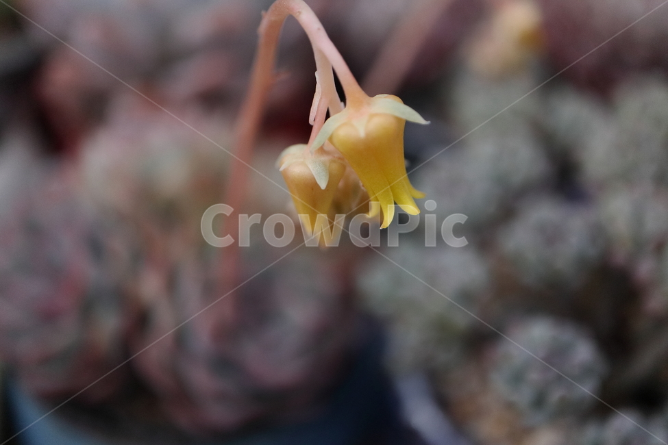 plant,식물,blossom,flower,꽃,블루미니마,미니마,다육,blueminima,echeveria,crassulaceae,돌나물과,로제트,rosette