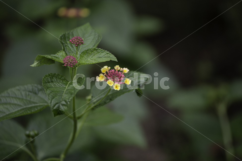 식물,자연,꽃,란타나,여름,식물,자연,plants,nature,꽃,flower