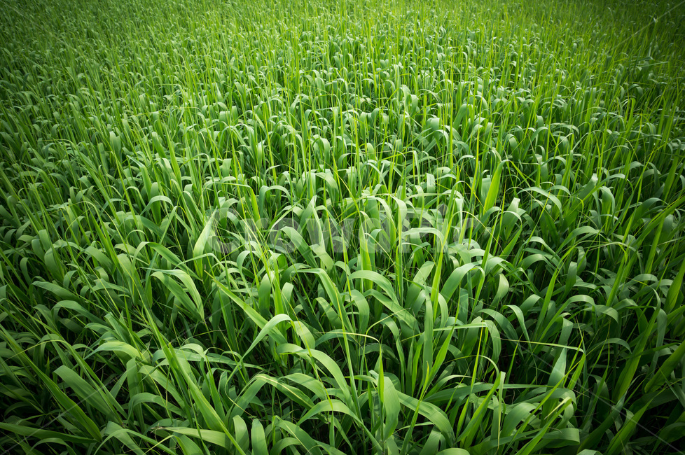 풍경,landscape,갈대,reed,순천만