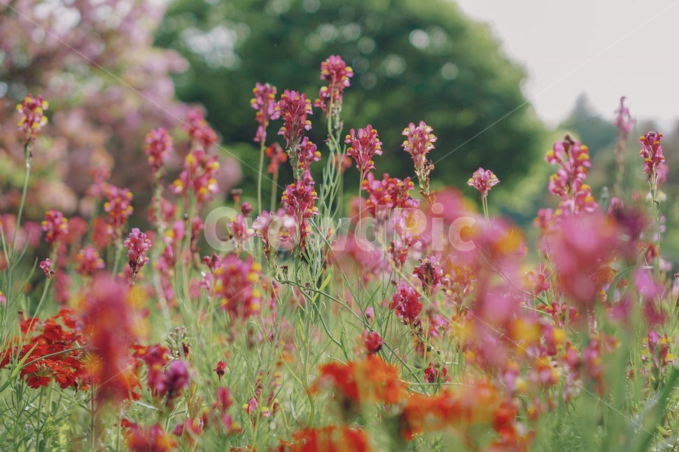 꽃,자연,나무,분홍꽃,봄,식물,자연,plants,nature,꽃,flower,감성,sensible,feeling,색깔,색상,색채,색감,color sense,color sensitivity,feeling of color