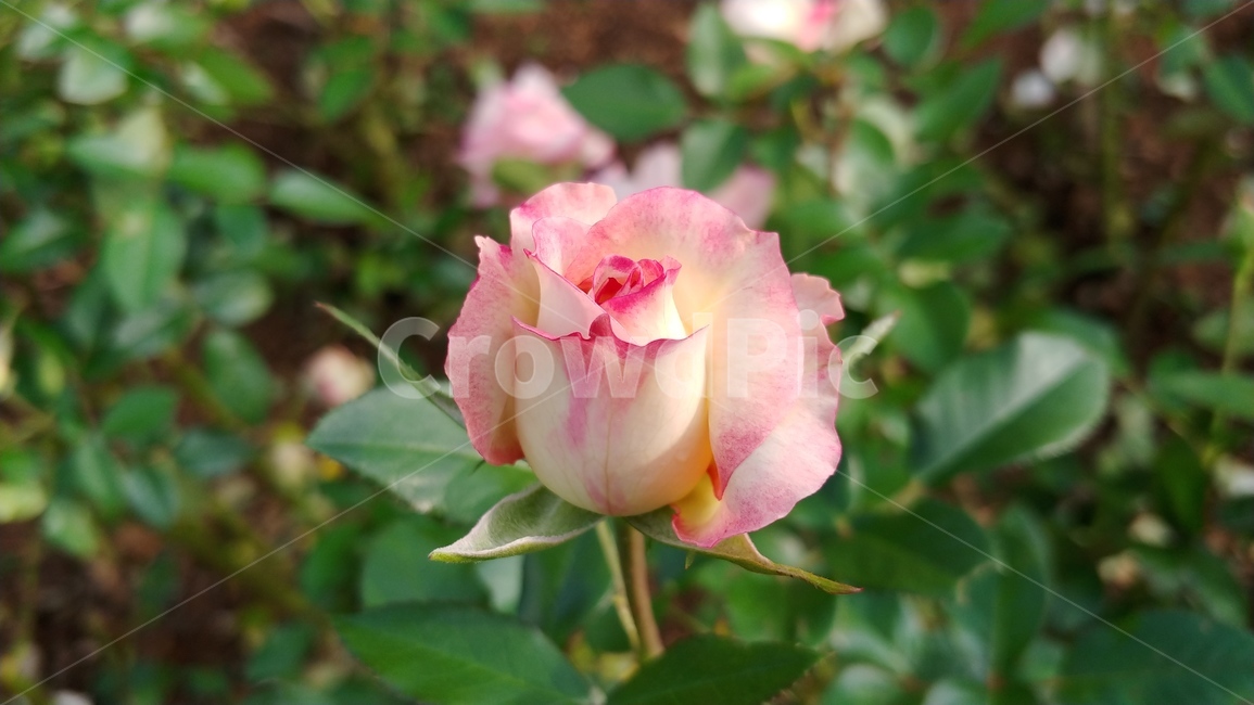 식물,flower,꽃,rose,장미,식물,자연,plants,nature,꽃,flower