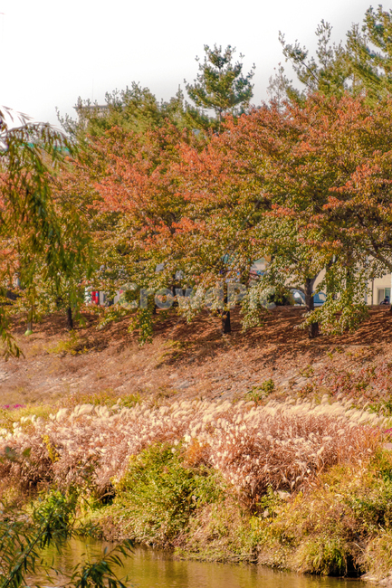가을,autumn,fall,야외,outdoor,공원,park,자연,nature,맑은날,clear,나무,tree,plant,식물,brown,갈색,orange,가을,계절,fall,autumn,season,자연,풍경,nature,landscape