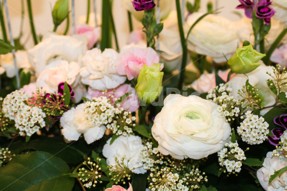 흰색장미,장미꽃,꽃,꽃잎,roseflower,flower,plant,petal,prettyflower,beautyinnature,식물,자연,plants,nature,꽃,flower