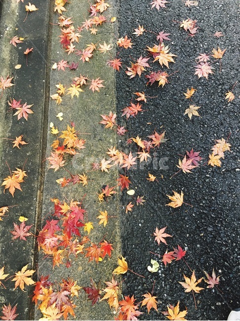 단풍,가을,낙엽,바닥,떨어짐,젖음