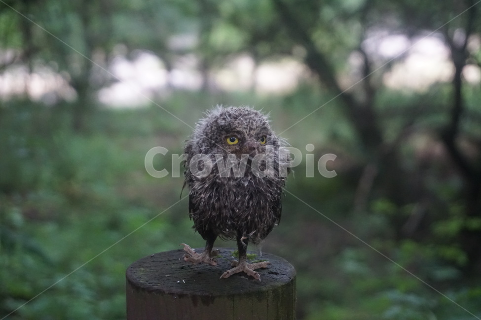 소쩍새,자연,동물,새,천연기념물,동물,animal,조류,새,birds