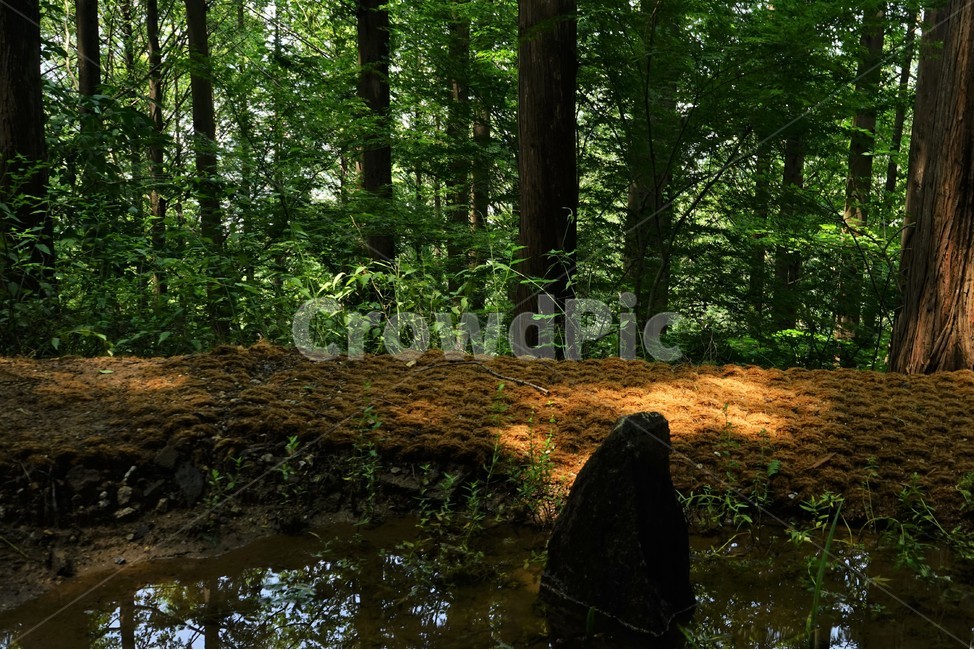 숲,나무,자연,물,시원함,woods,forest,nature,힐링,휴식,고요함,healing,relaxation,cool,calm,forestbathing,freshness,자연,풍경,nature,landscape,식물,plants,나무,trees,wood,outdoors,옥외,land,땅