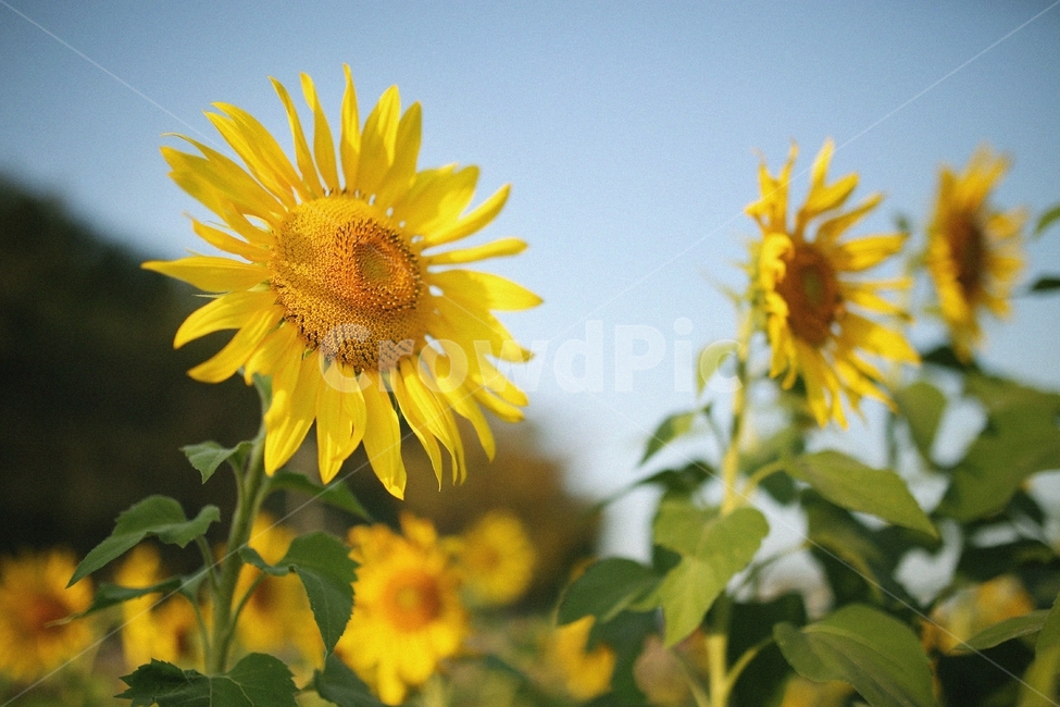 해바라기,해질녘,일몰,가을꽃,노을,해바라기밭,꽃,가을나들이,나들이,감성사진,plant,식물,blossom,식물,자연,plants,nature,꽃,flower