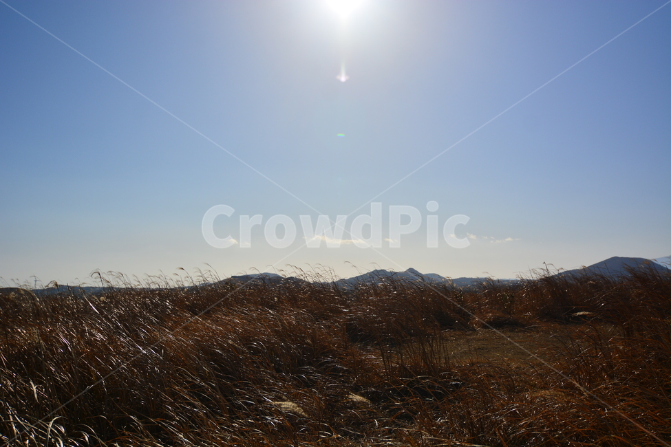 제주도,아끈다랑쉬오름,정상,억새,밭,흰구름,하늘,푸른,억새밭,억새물결,산책로,길,산책,제주,자연,풍경,경치,아름다운,전망,그림같은뷰,추천여행지,관광지,가을,낭만,오름,아끈다랑쉬,nature,landscape,산,화산,역광,바람,강풍,태양,햇빛,날씨,계절,1월의풍경