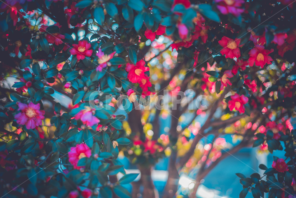 동백,나무,꽃,식물,flower,식물,자연,plants,nature,꽃,flower