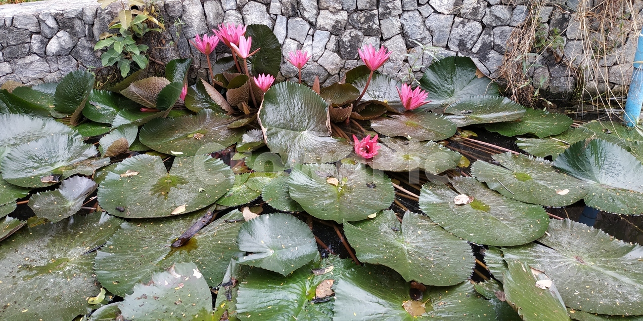 여름,연,연꽃,순수,자연,꽃