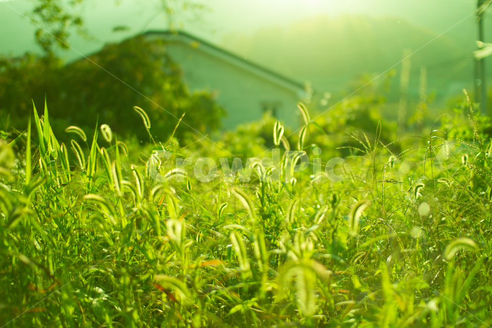 여름,강아지풀,집,초록,지는해,식물,자연,plants,nature,휴식,힐링,rest,relaxation,healing