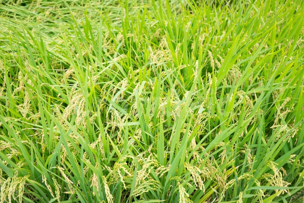 벼,가을,추수,풍경,landscape,country,식물,자연,plants,nature,식물,자연,plants,nature,시골,마을,풍경,landscape,country,rural,town