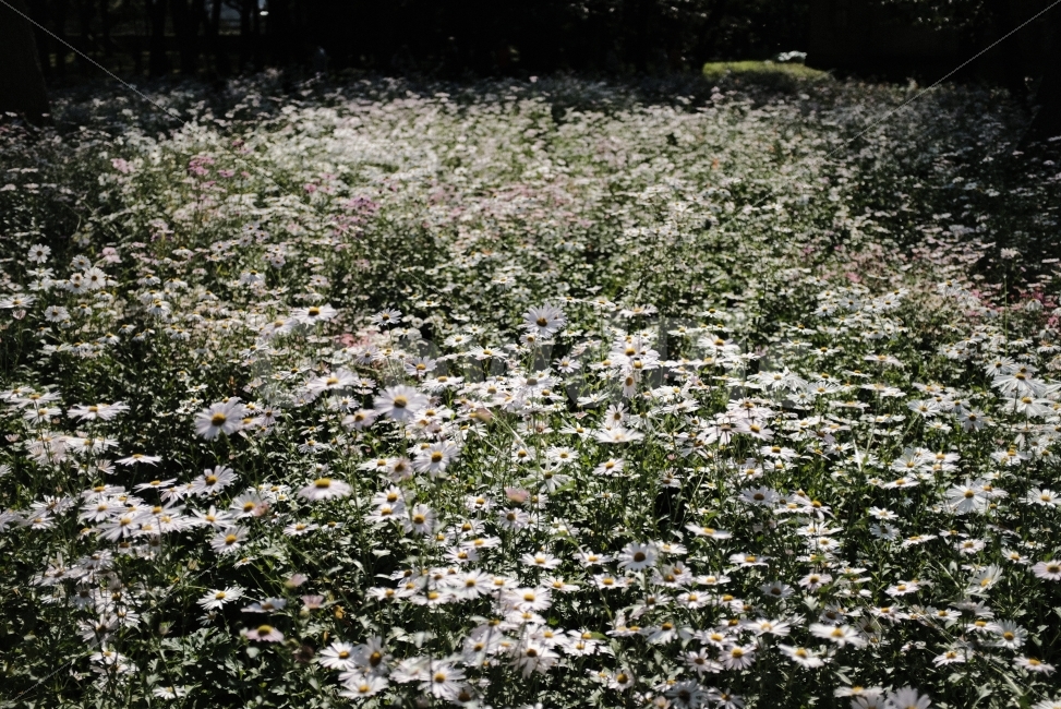 꽃,식물,가을,감성,구절초,식물,자연,plants,nature,꽃,flower