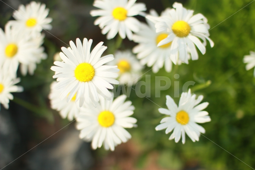 봄,봄꽃,꽃사진,하얀꽃,봄사진,식물,자연,plants,nature,꽃,flower