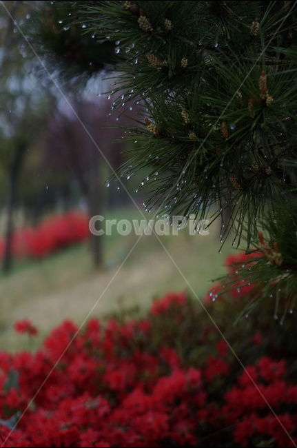 소나무,영산홍,비,물,빨강,초록,봄,식물,자연,plants,nature,꽃,flower,나무,trees,wood,비,비오는날,rain,rainy