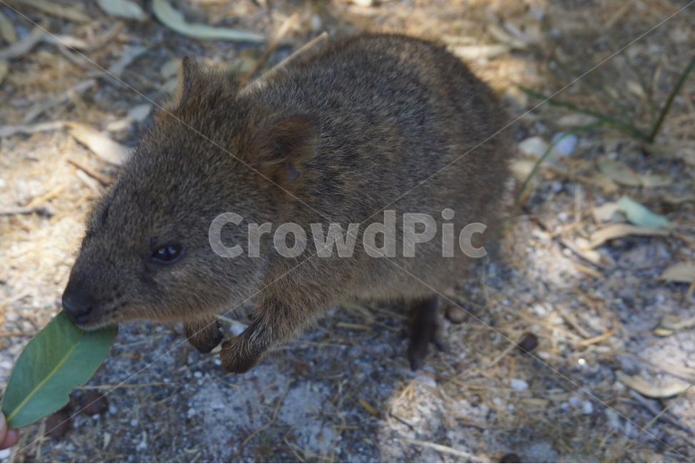퍼스,호주,australia,perth,rottnestisland,quokka,animal,쿼카,동물,나뭇잎,island