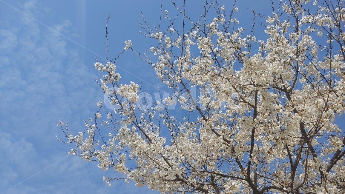 식물,꽃,벚꽃,하늘,blossom