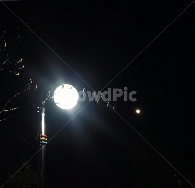 목련,달,가로등,불빛,목련꽃,봄,밤,야경,밤,풍경,nightscape,night,landscape,lighting,조명,light,빛,flare,플레어