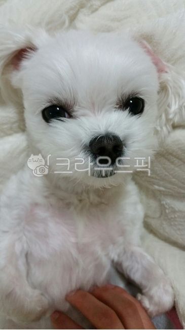 말티즈,강아지,반려견,개,애완동물