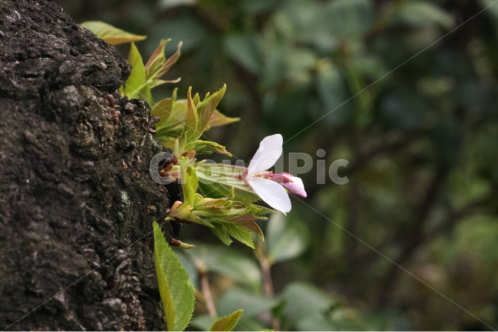 꽃,벚꽃,봄,자연,아름다움,식물,자연,plants,nature,꽃,flower