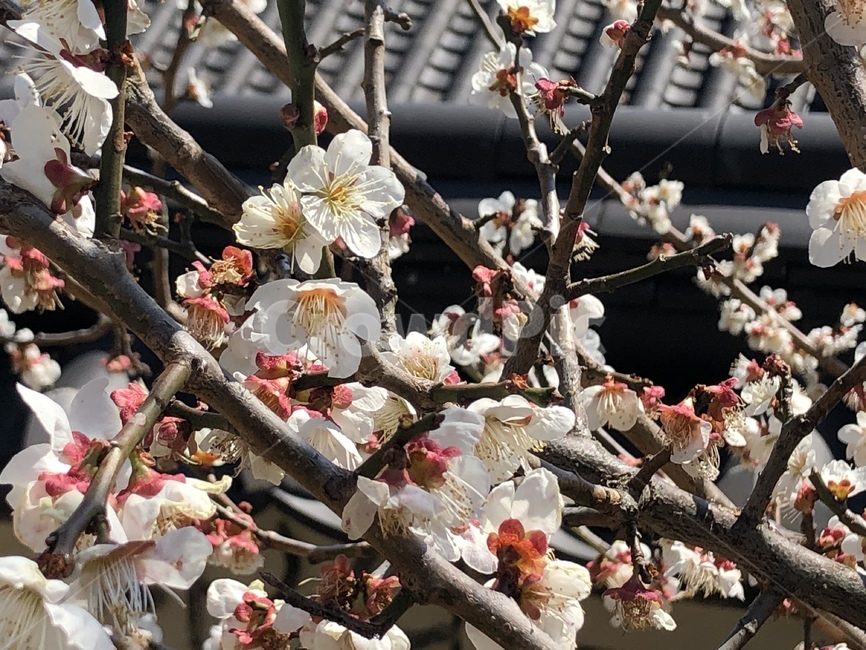 식물,flower,꽃,blossom,배꽃,백련사