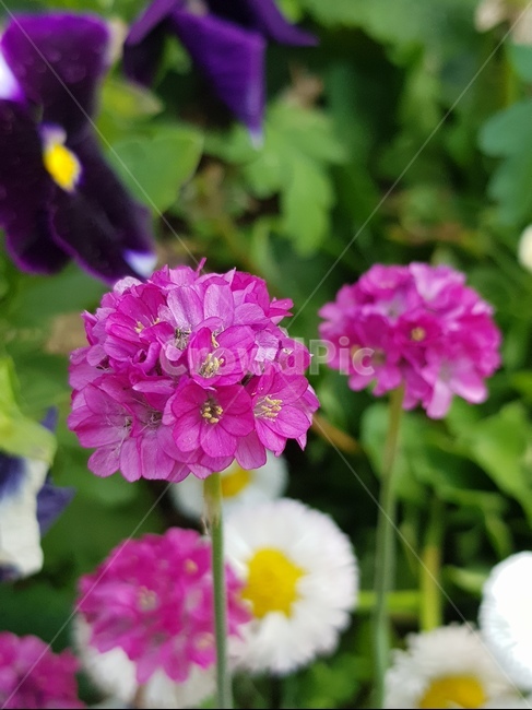 분홍꽃,flower,꽃,plant,식물
