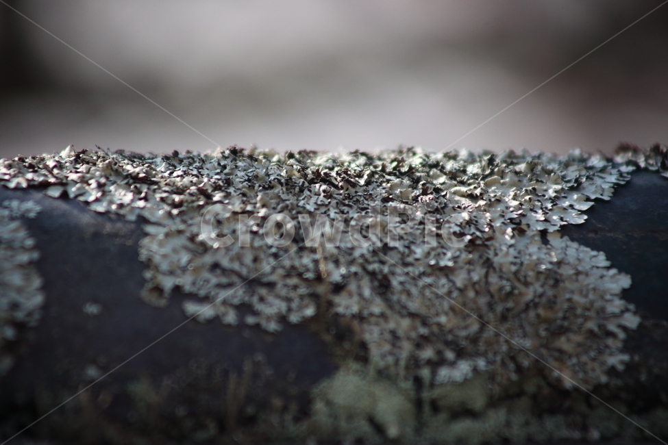 기와,이끼,담장,포자,moss,기와이끼,식물,자연,plants,nature