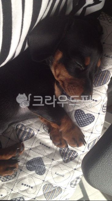 강아지,닥스훈트,반려견,애완동물,pet