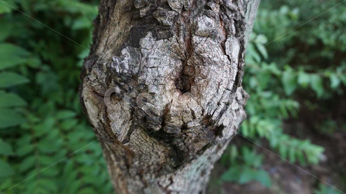 나무,나무뿌리,tree,plant,나뭇잎,자연,나이테,treetrunk,나무줄기,배경화면