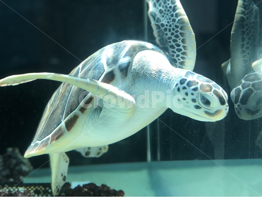 turtle,터틀,reptile,seaturtle,바다거북,sealife,해양생물,animal,동물,거북이,수족관,야생거북,물속,수영,동물,animal,파충류,양서류,reptile,amphibian