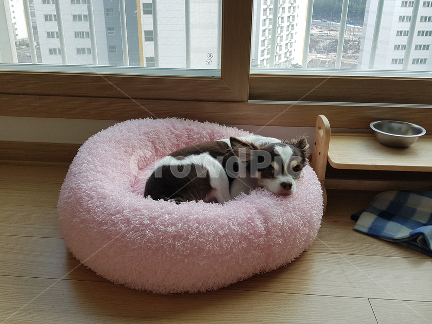 치와와,장모,chihuahua,pink,핑크,방석,쿠션,흰색,검정색,동물,animal,포유류,mammal,개,강아지,dog,doggy