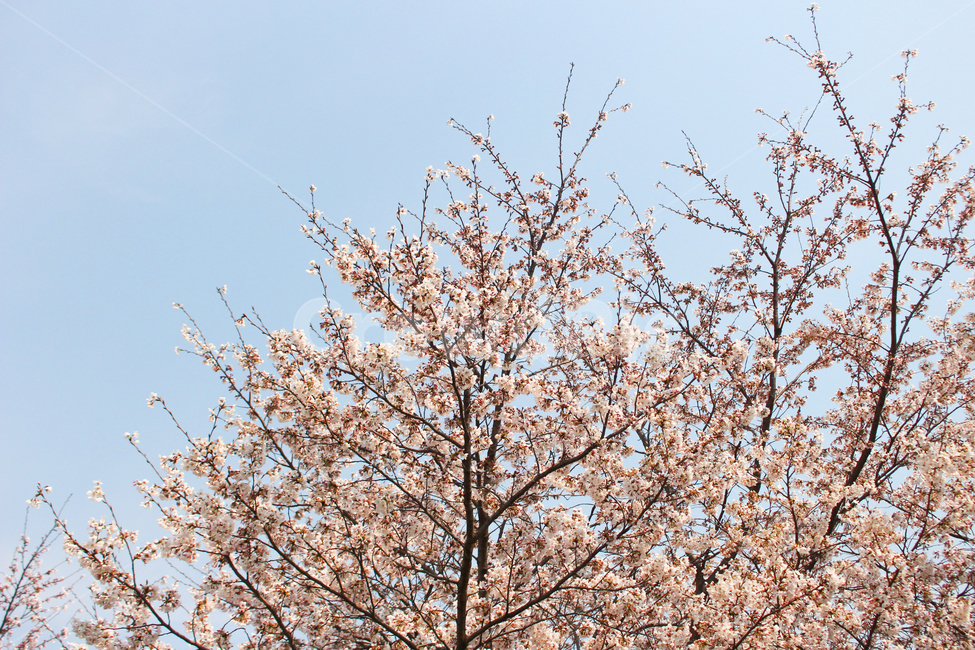 벚꽃,봄,spring,자연,식물,나무,벚꽃나무,벚꽃페스티벌,벚꽃놀이,봄소풍,나들이,flower,하늘,sky,체리블라썸,cherryblossom,blossom