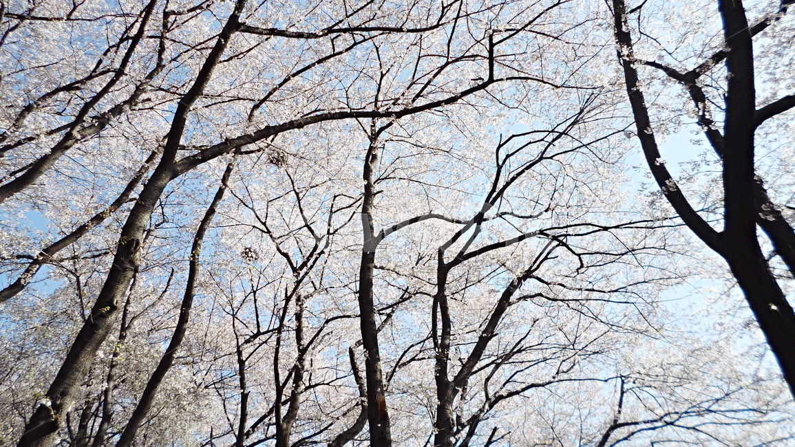 tree,벚꽃,나무,벚꽃나무,가지,봄,계절,spring,season,tree trunk,나무 줄기,plant,식물