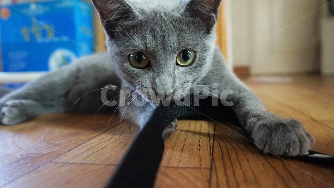 고양이,반려동물,반려묘,러시안블루,냥,동물,animal,포유류,mammal,고양이,cat,kitten,kitty