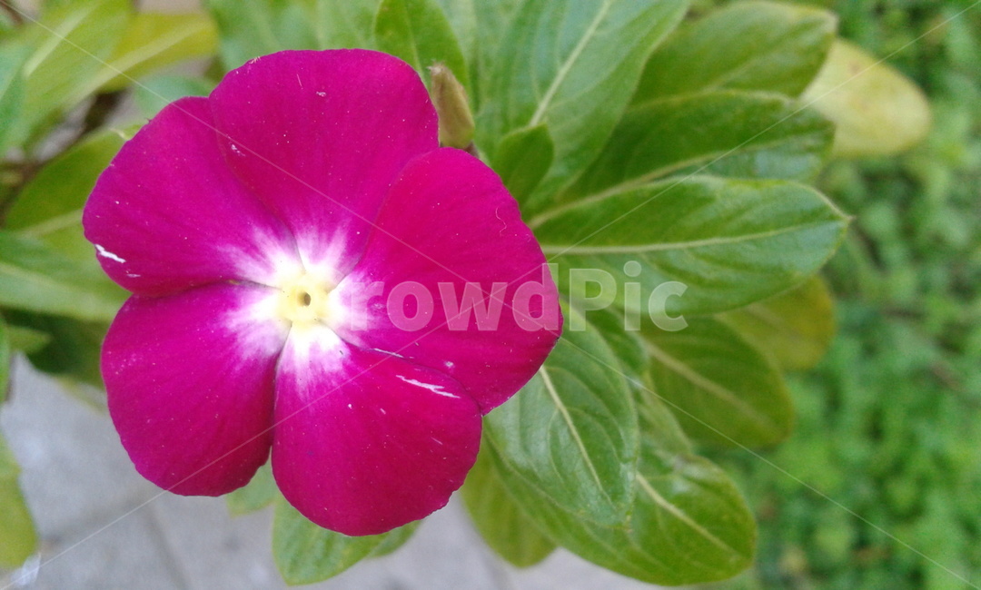 blossom,꽃,geranium,제라늄,plant,식물,flower,식물,자연,plants,nature