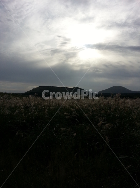 제주,jeju,풍경,landscape,일몰,sunset,reed,갈대,자연,풍경,nature,landscape,한국자연풍경,한국자연경관,korea nature landscape,제주도,jeju,jeju island,outdoors,옥외