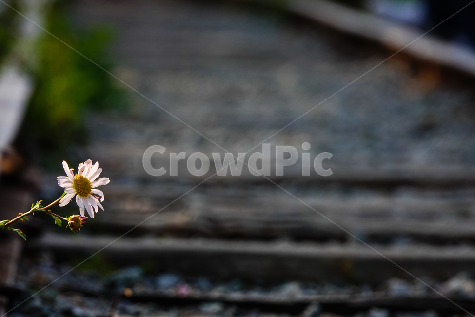 plant,식물,flower,국화,철길,선로,가을