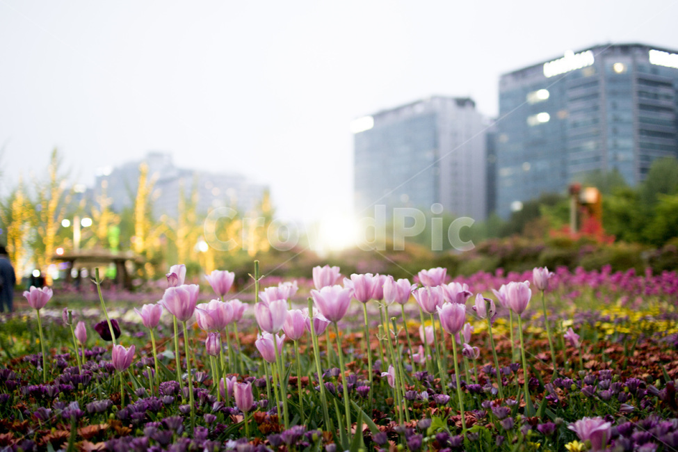 flower,plant,감성사진,꽃,식물,봄꽃,봄