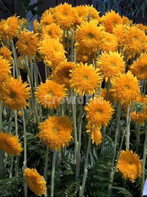 해바라기,생화,꽃,여름,노랑