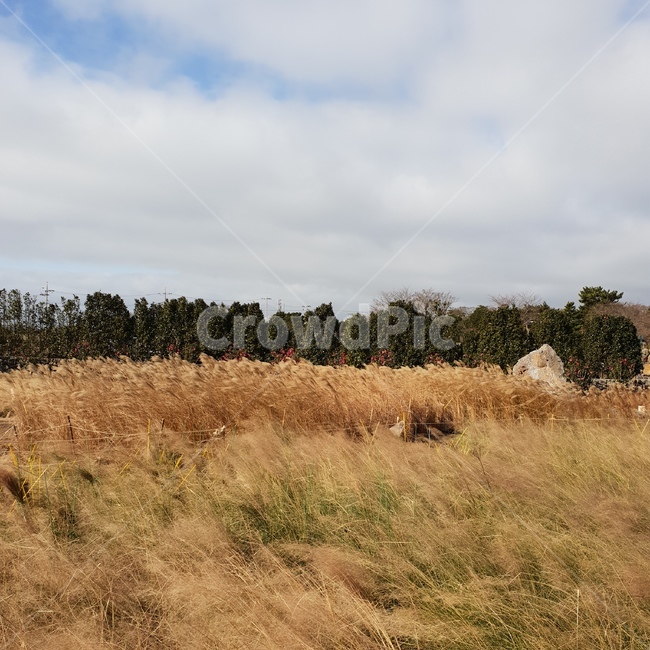 갈대,갈대숲,갈대밭,바람,reed,자연,풍경,nature,landscape,savanna,대초원,grassland,목초지,field,들,outdoors,옥외