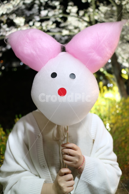 plant,flower,blossom,식물,꽃,벚꽃,연화지,김천연화지,김천,야경,호숫가,호수지,호수,솜사탕,봄,봄야경,벚꽃야경