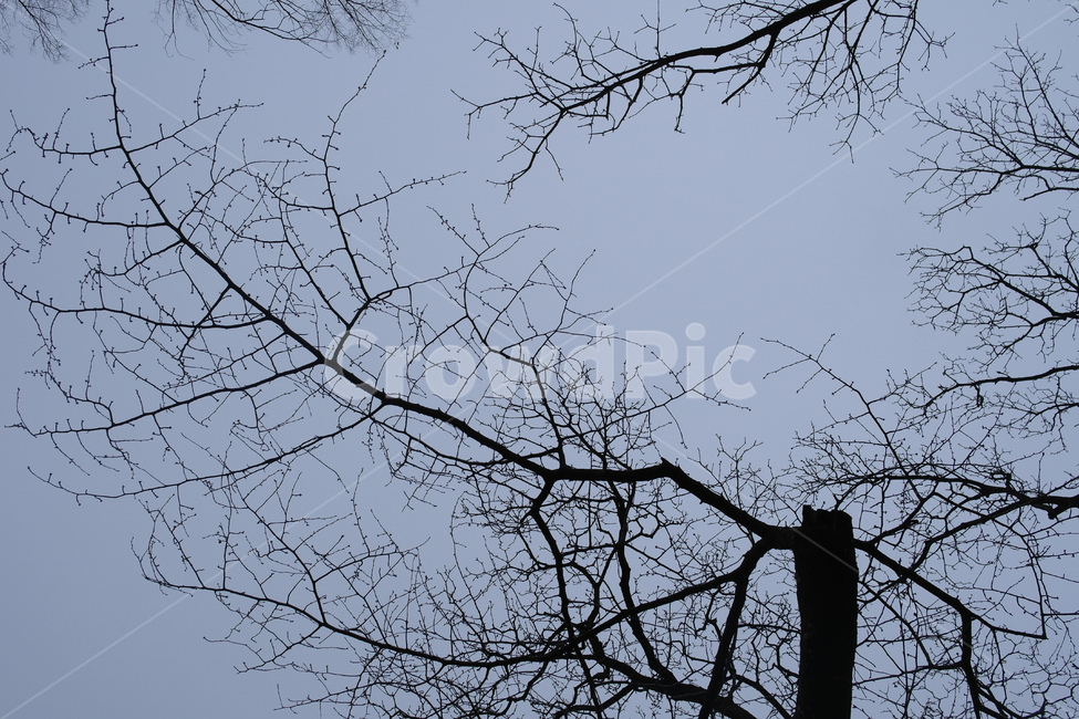 나무,하늘,나뭇가지,생명,그림,감성사진,분위기,날씨,흐림,도화지,자연,풍경,nature,landscape,식물,plants,나무,trees,wood,tree,plant