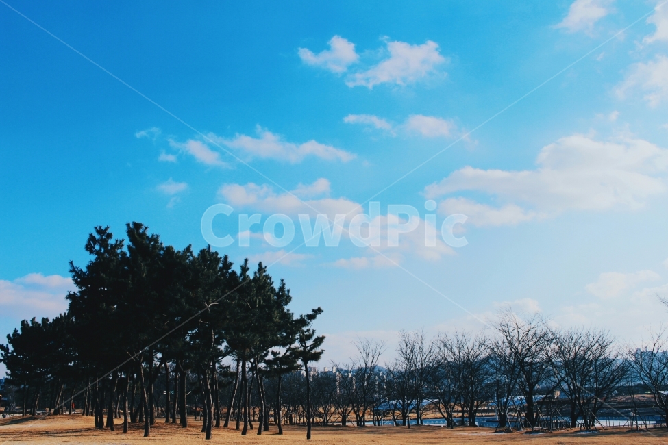 하늘,구름,나무,자연,소나무,푸른,파란,하얀,풍경,자연,풍경,nature,landscape,식물,plants,나무,trees,wood,tree,plant