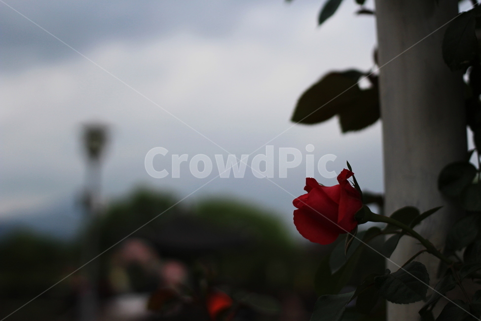 장미,rose,꽃,식물,플라워,flower,축제,향기,꽃향기,봄,계절,spring,season,식물,자연,plants,nature,꽃,flower,blossom,plant