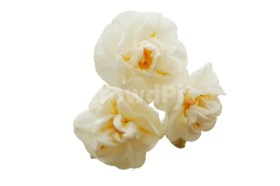흰꽃,봄,꽃밭,flower,nature,작은꽃,봄꽃,연출,설정,gardenroses,누끼,꽃누끼,흰꽃누끼,감성,봄,계절,spring,season,식물,자연,plants,nature,꽃,flower,누끼,remove background,plant,blossom