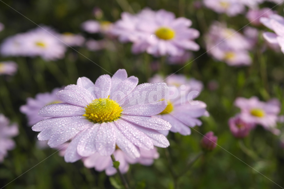 꽃,핑크,이슬,데이지,식물,flower,daisy,식물,자연,plants,nature,꽃,flower