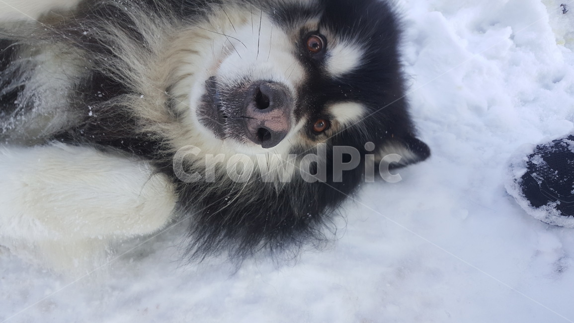 강아지,말라뮤트,애교,눈,dog